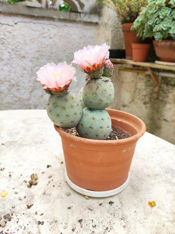 Tephrocactus_geometricus.jpg